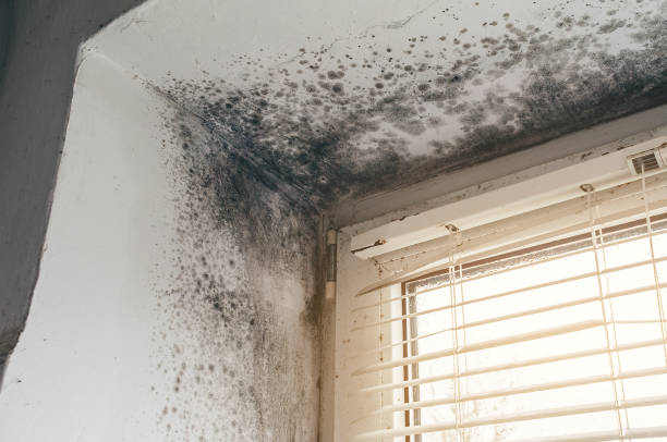 Affordable Mold Cleanup solutions in Ashland, NJ